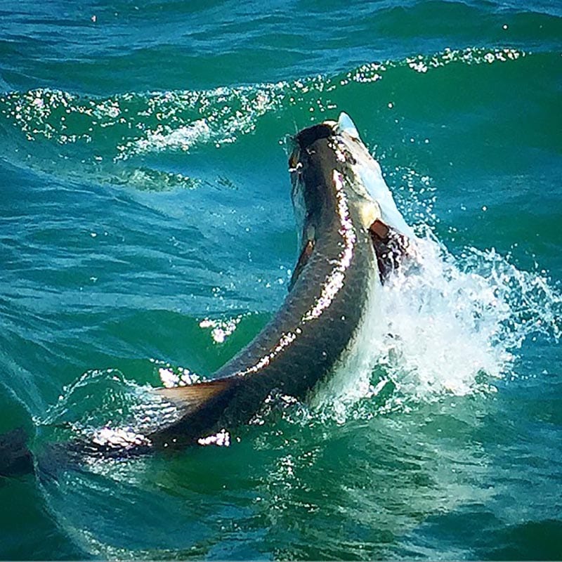 Boca Grande Tarpon Fishing Charters Capt. Jay Withers